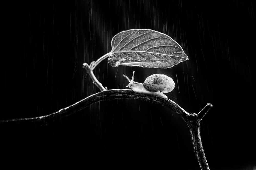 Rainy Day Snail by Andi Halil — canvas wall art