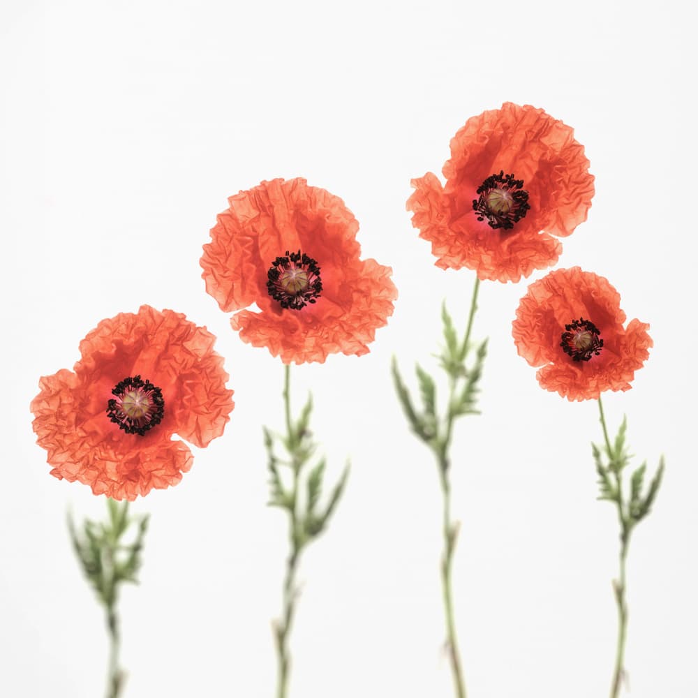 Bright Red Poppy Blooms by Lotte Grønkjær — canvas wall art