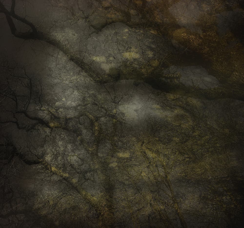 Old forrest by Nel Talen — canvas wall art