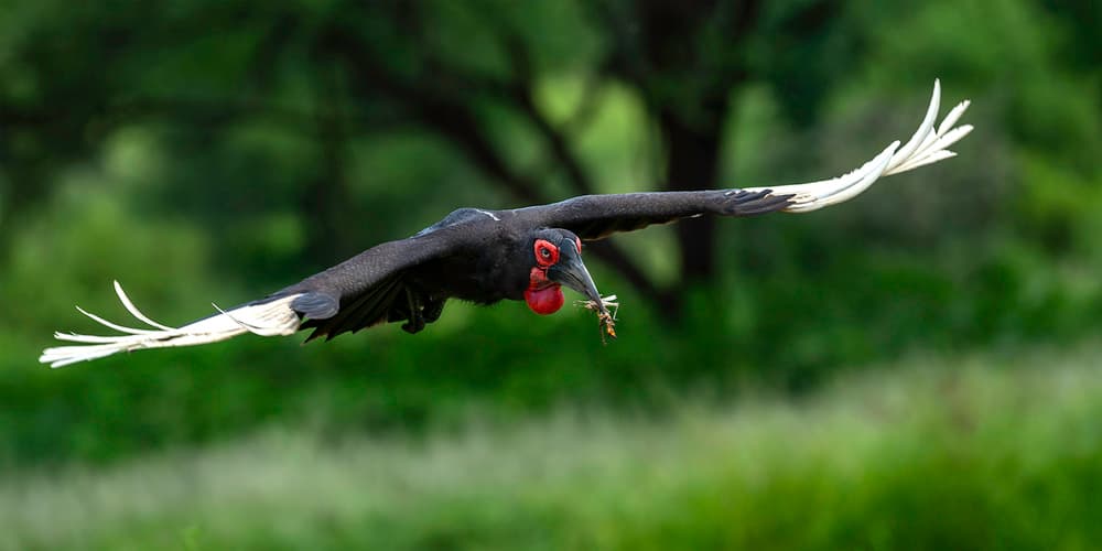 Red Headed Vulture Soaring by Hung Tsui — canvas wall art