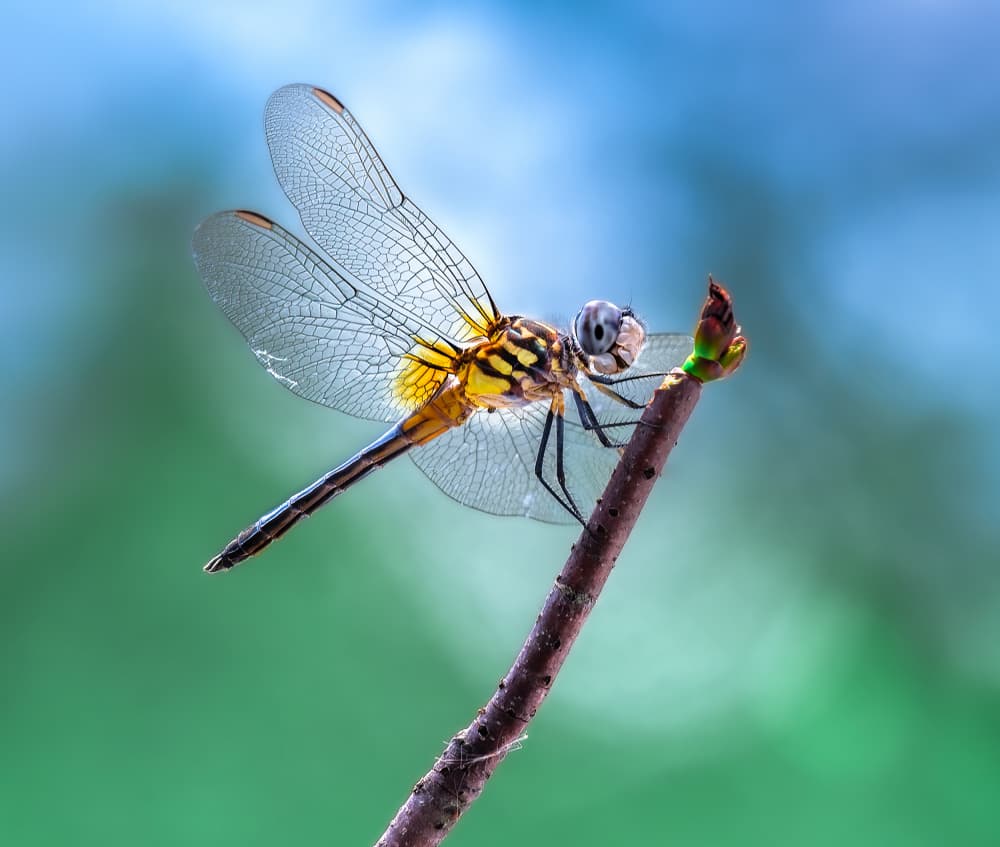 Dragonfly on Branch by Atul Saluja — canvas wall art