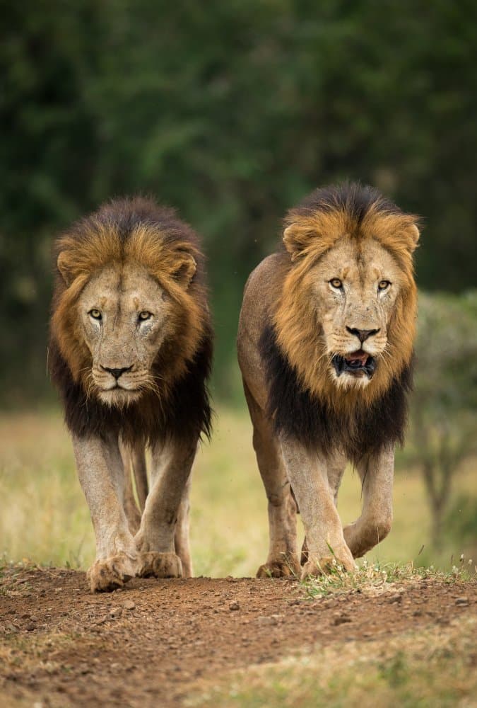 African Lion Kings by Jaco Marx — canvas wall art