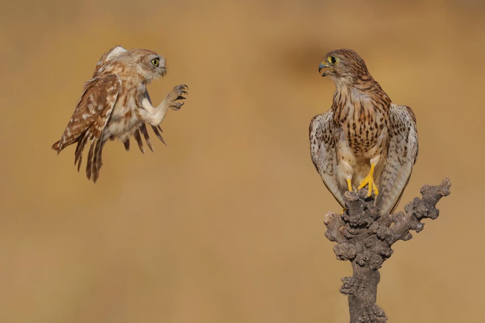 Owl Meets Kestrel by David Manusevich — canvas wall art