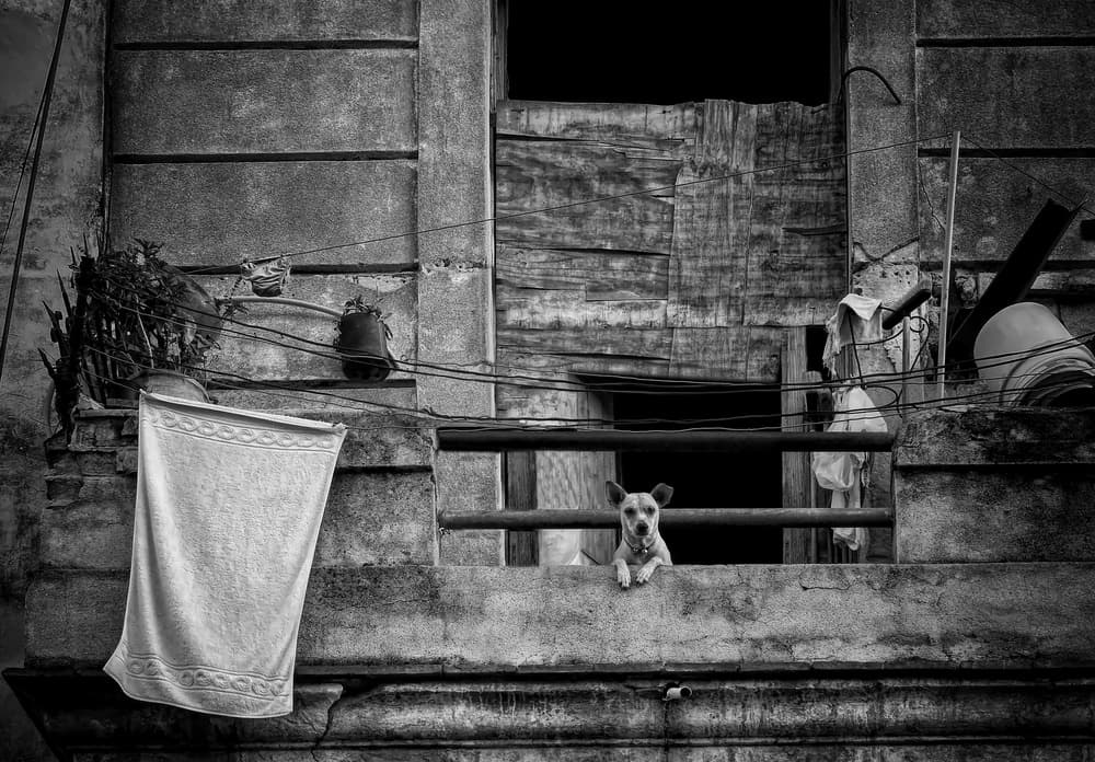 Curious Balcony Dog by Roxana Labagnara — canvas wall art