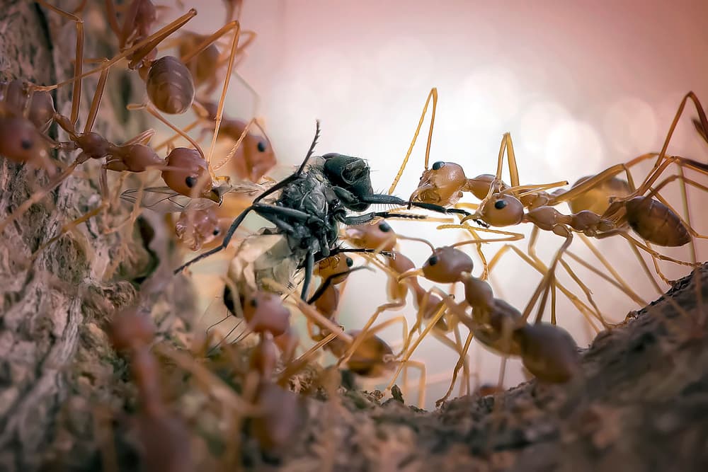 Ants Carrying Prey by Fauzan Maududdin — canvas wall art