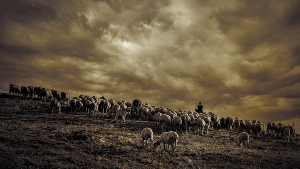 Shepherd and Stormy Sky by Cicek Kiral — canvas wall art