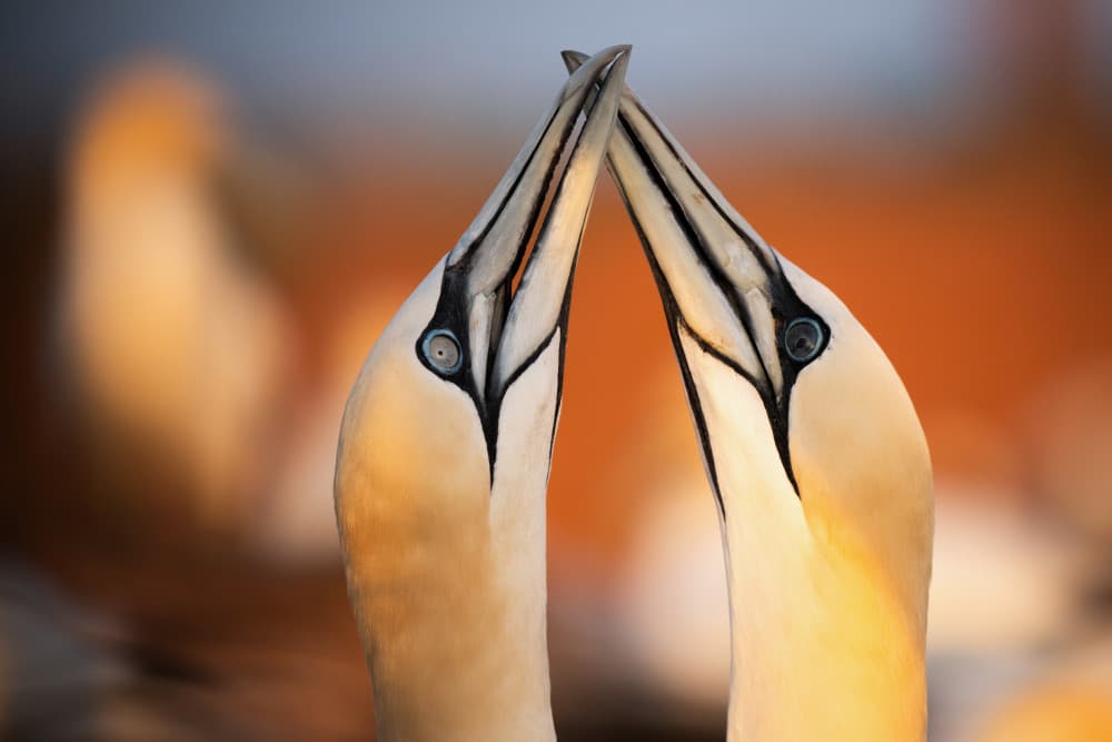 Loving Gannets Embrace by Ulrike Eisenmann — canvas wall art