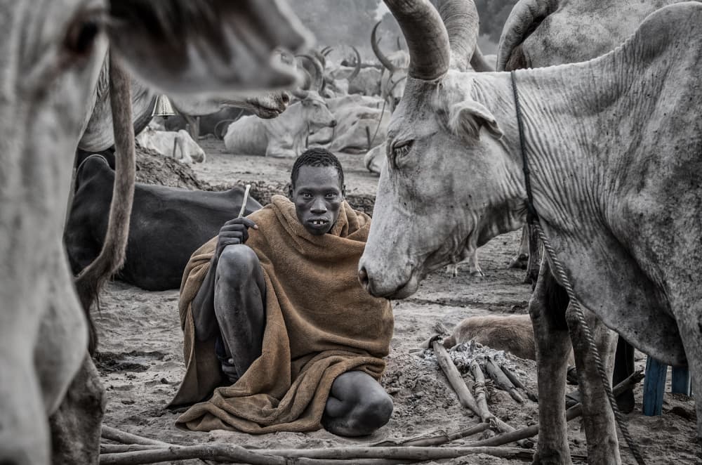 Dinka Herder and Cattle by Joxe Inazio Kuesta Garmendia — canvas wall art