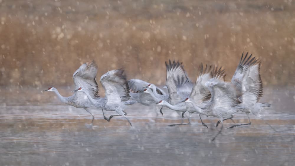 Snowy Cranes Taking Flight by Qing Zhao — canvas wall art