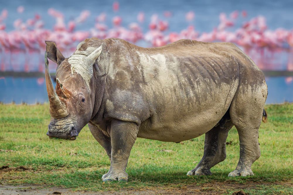 Rhino With Pink Flamingos by Jeffrey C. Sink — canvas wall art
