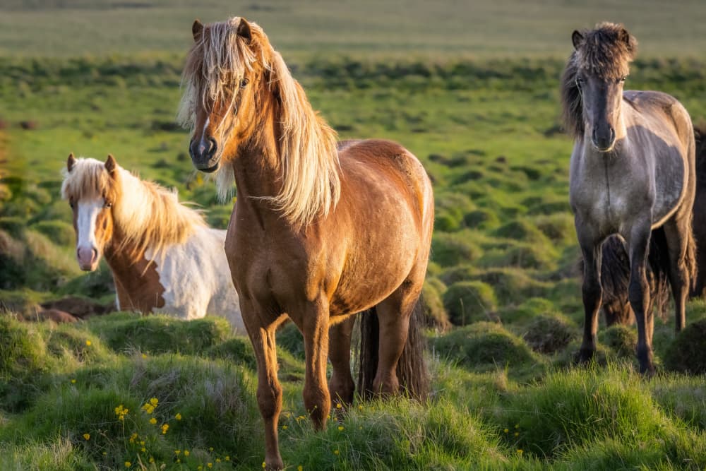 Wild Horses Golden Field by Jeffrey C. Sink — canvas wall art