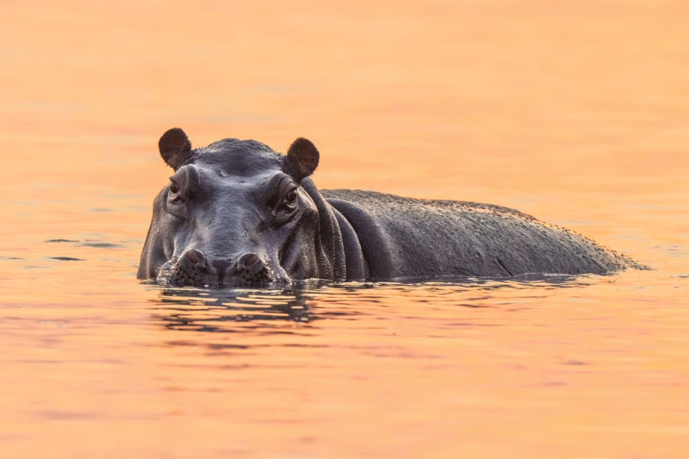Hippo in Golden Water by Etienne Steenkamp — canvas wall art
