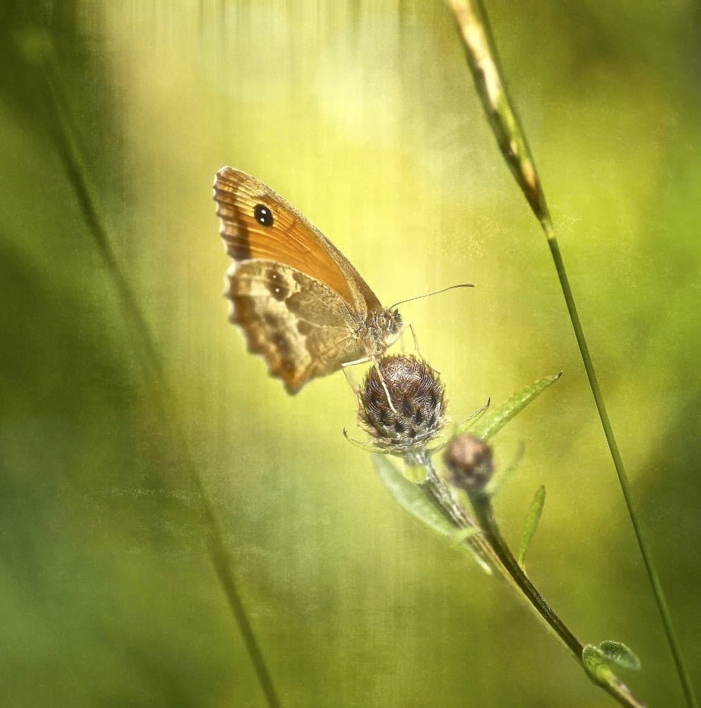 Summer Butterfly Thistle by Anna Cseresnjes — canvas wall art