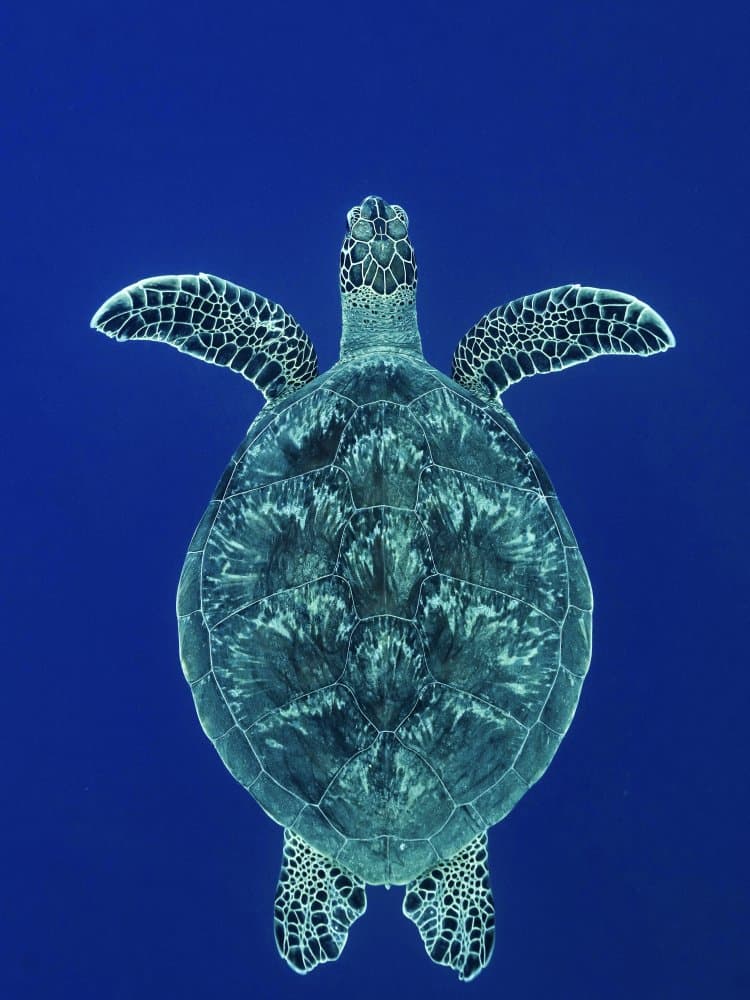 Swimming Sea Turtle by Serge Melesan — canvas wall art
