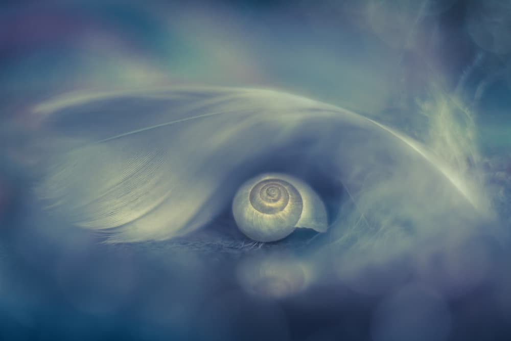Gentle Shell Feather by Shihya Kowatari — canvas wall art