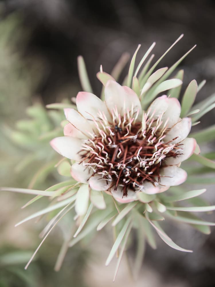 Desert Bloom Halo by Shot by Clint — canvas wall art