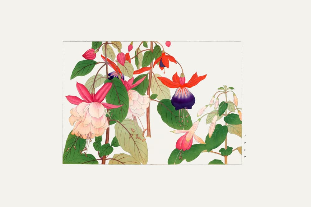 Fuchsia Flower by Tanigami Konan — canvas wall art