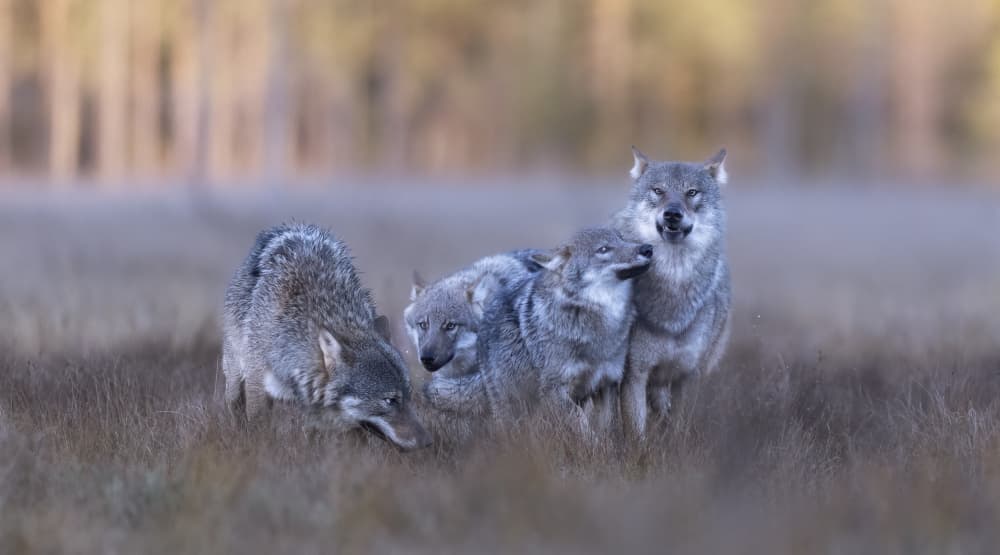 Wild Wolves Bonding by Marco Barisone — canvas wall art