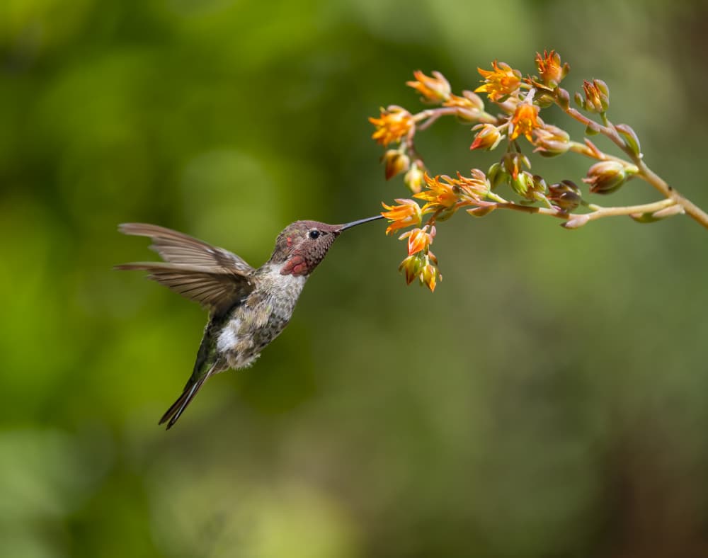 Hummingbird Sips Nectar by Xiaojian Huang — canvas wall art