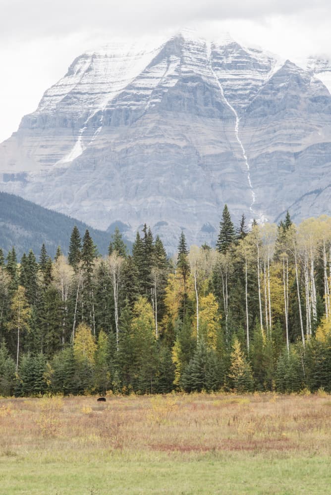 Snowy Peak Autumn Bear by Lynann Colligan — canvas wall art