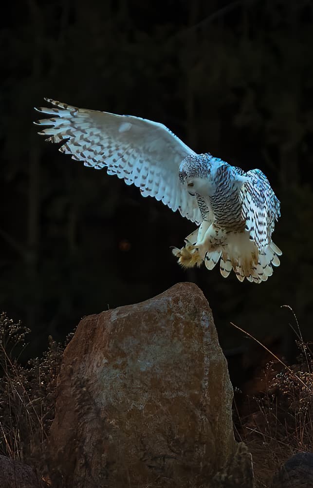 Snowy Owl Landing by Johnson Huang — canvas wall art
