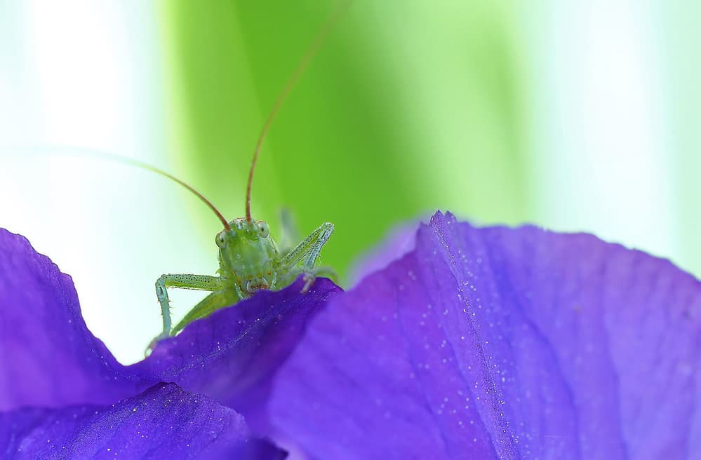 Grasshopper on Purple Flower by Thierry Dufour — canvas wall art