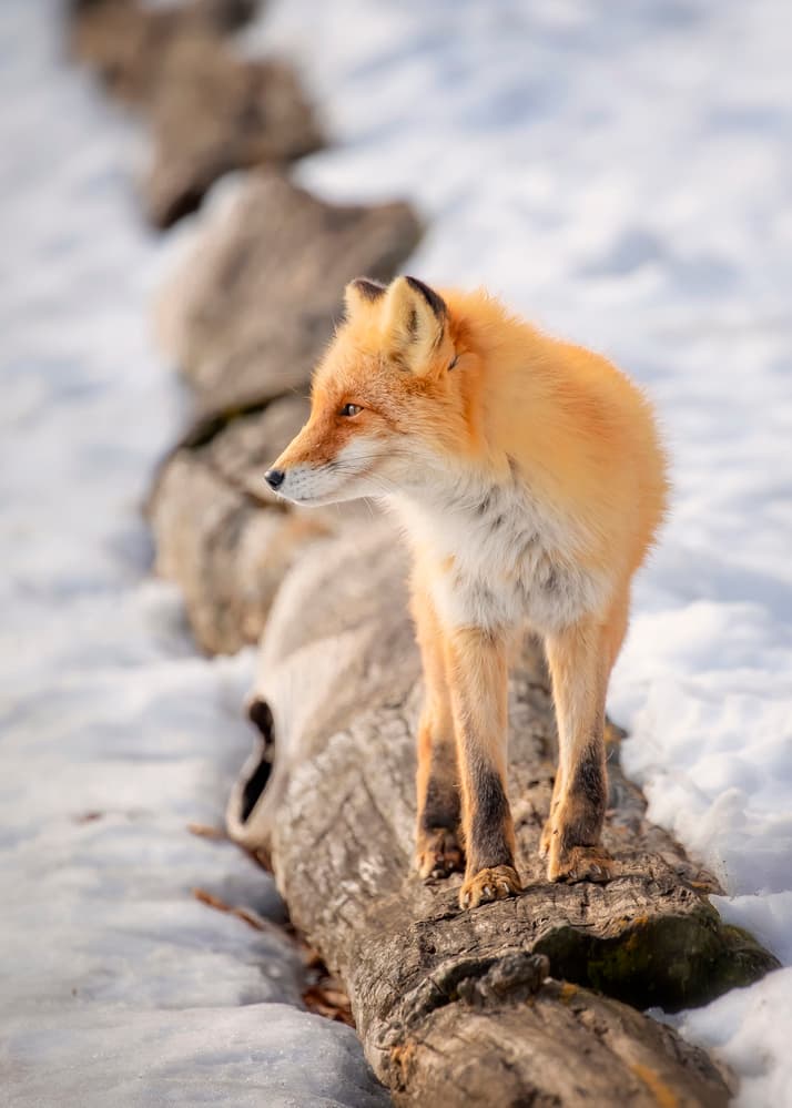 Watchful Red Fox by Fion Wong — canvas wall art