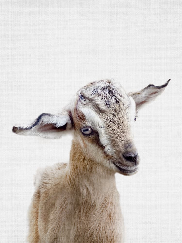 Curious Baby Goat by Lila & Lola — canvas wall art