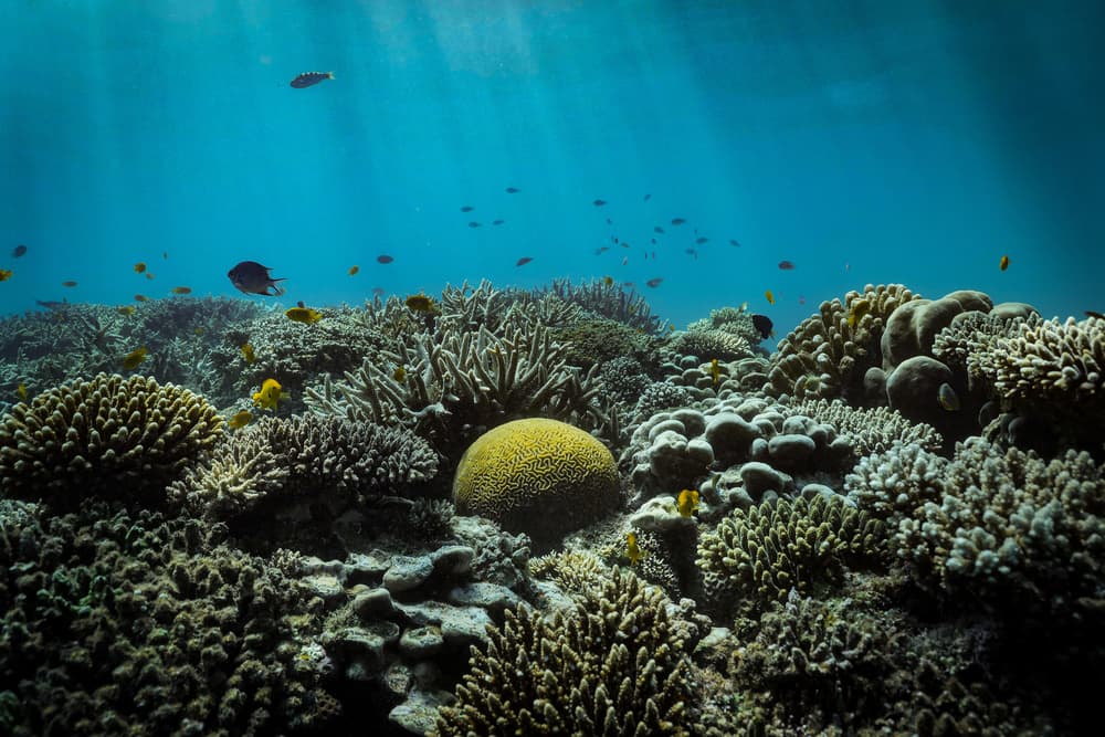 Sunlit Coral Reef by Serge Melesan — canvas wall art