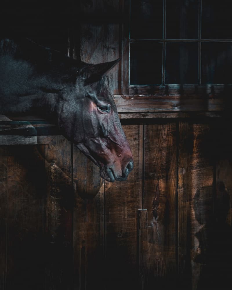 Moody Horse Portrait by Wei Xu — canvas wall art
