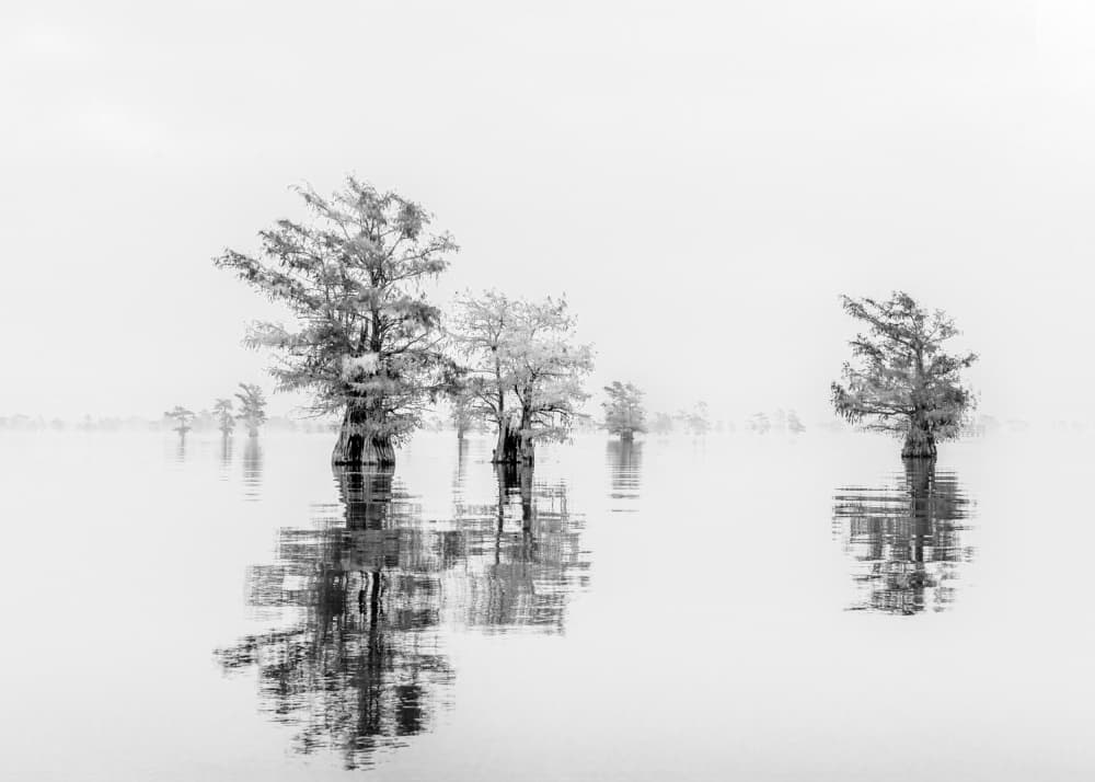 Misty Cypress Reflections by Hanping Xiao — canvas wall art