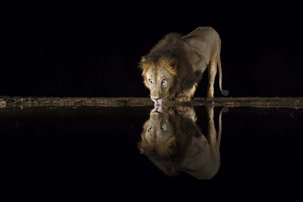 Night Lion Reflection by Marco Pozzi — canvas wall art