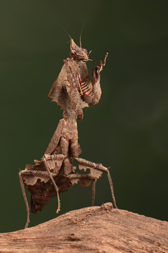 Intricate Leaf Mantis by Edy Pamungkas — canvas wall art