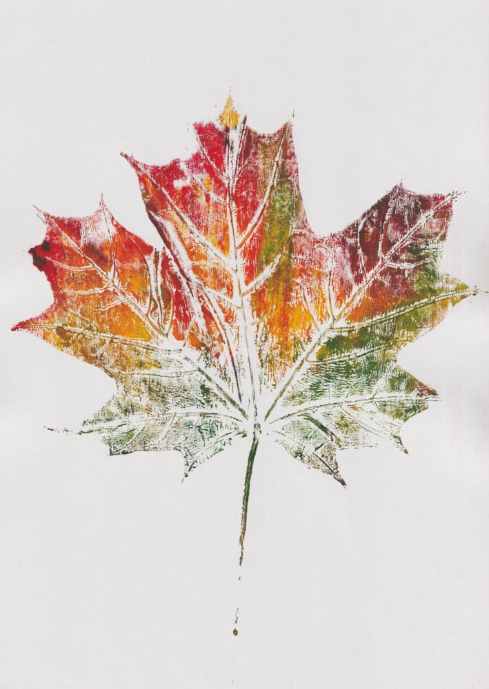 Maple leaf by Maira Ribena — canvas wall art