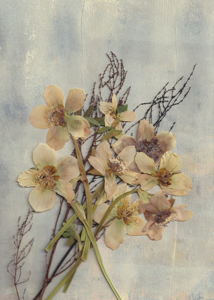 Delicate Pressed Flowers by Maira Ribena — canvas wall art