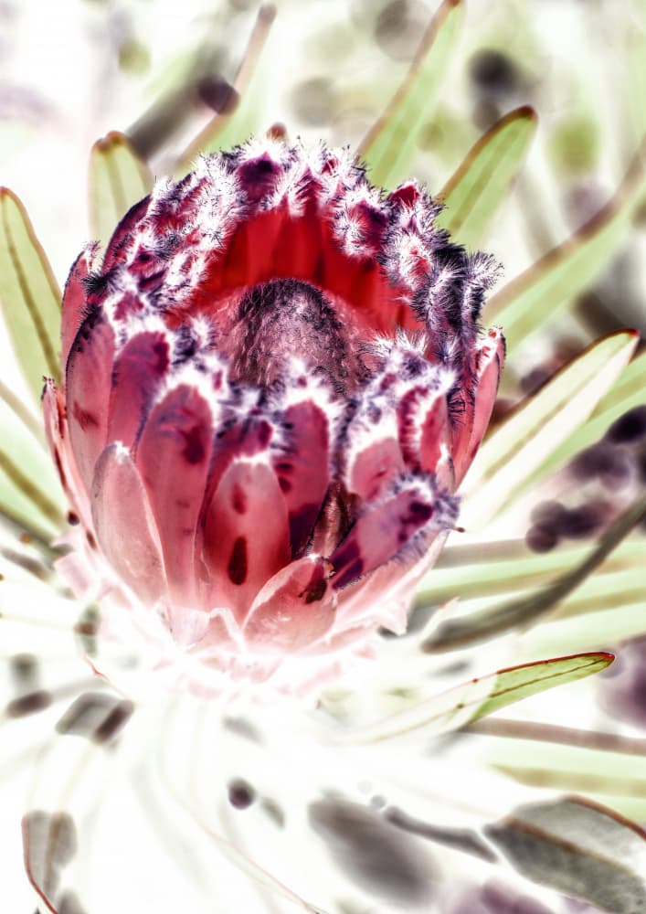 Blooming Protea Flower by Shot by Clint — canvas wall art