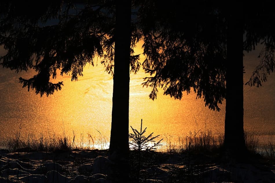 Winter Forest Sunset by Bror Johansson — canvas wall art