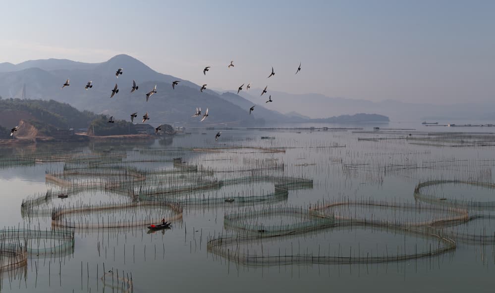 Flying Birds Calm Waters by Cheng Chang — canvas wall art