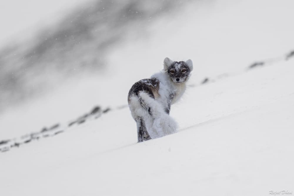 Arctic Fox Winter Stare by Rajat Dhesi — canvas wall art