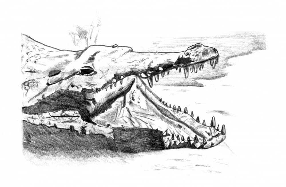 Fierce Crocodile Sketch by Kulik — canvas wall art