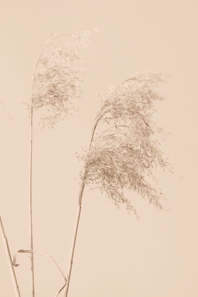 Serene Pampas Grass by Pictufy Studio III — canvas wall art