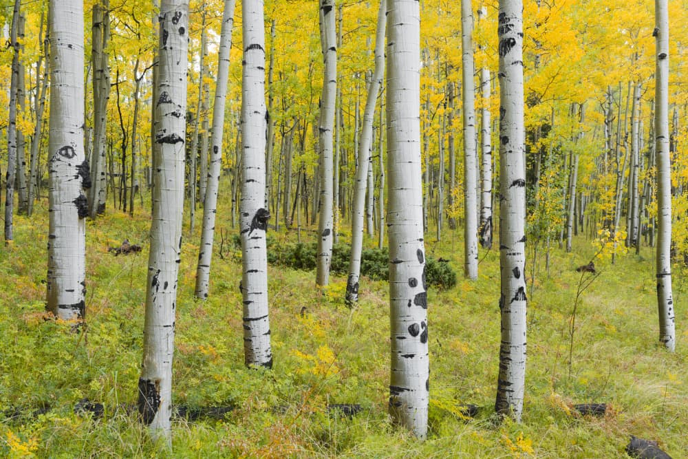 Yellow Birchs by Stefan Hefele — canvas wall art