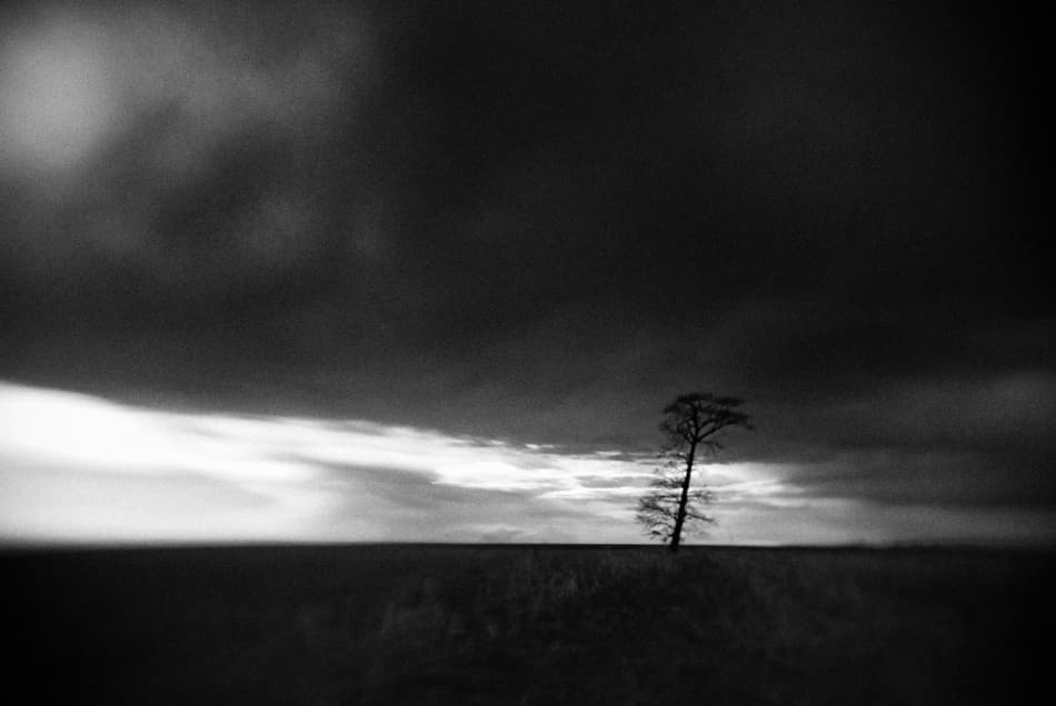 Stark Lone Tree by Codrin Lupei — canvas wall art