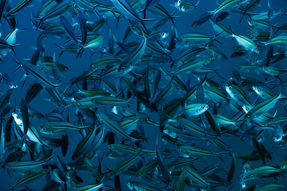 Shimmering School of Fish by Serge Melesan — canvas wall art