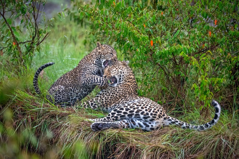 Playful Leopard Cub by Xavier Ortega — canvas wall art
