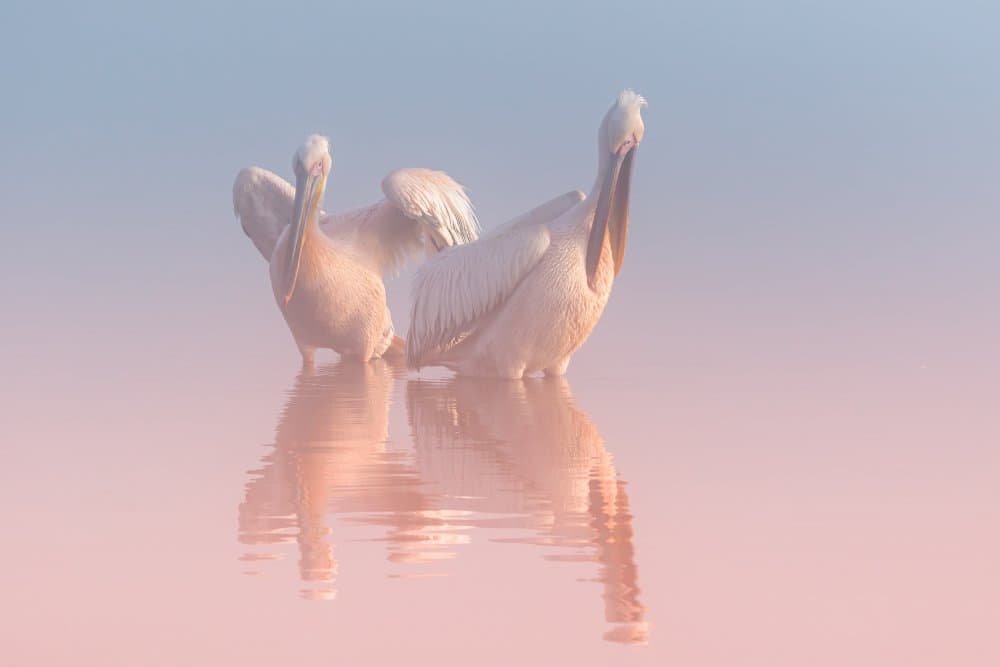 Pink Lake Pelicans by Natalia Rublina — canvas wall art