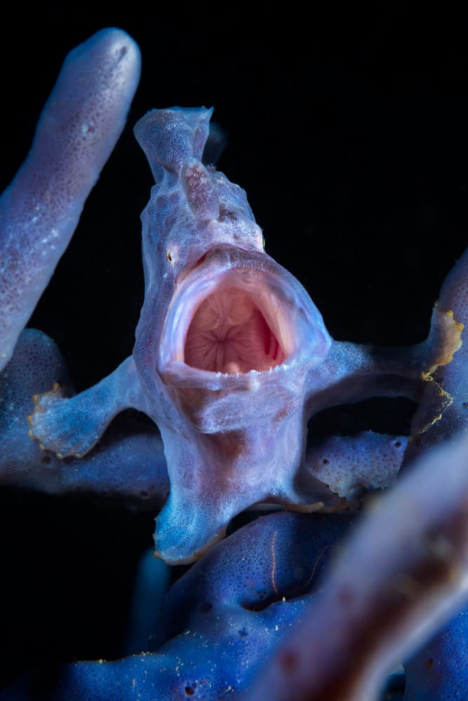 Underwater Frogfish Yawn by Barathieu Gabriel — canvas wall art
