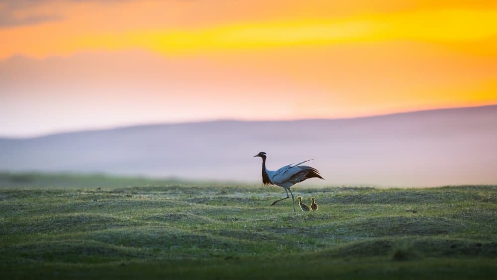 Peaceful Crane Family by C. Mei — canvas wall art