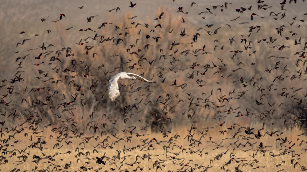 Swan Amidst Flying Birds by John Fan — canvas wall art