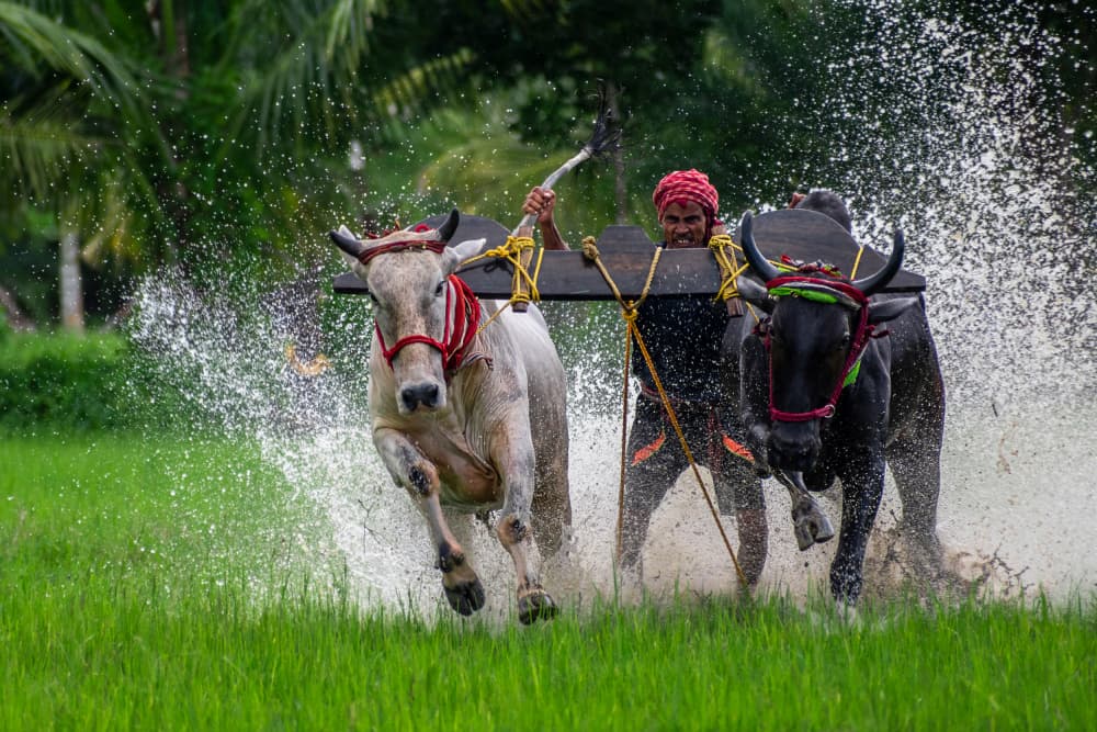 Splashing Oxen Race by Kuntal Biswas — canvas wall art